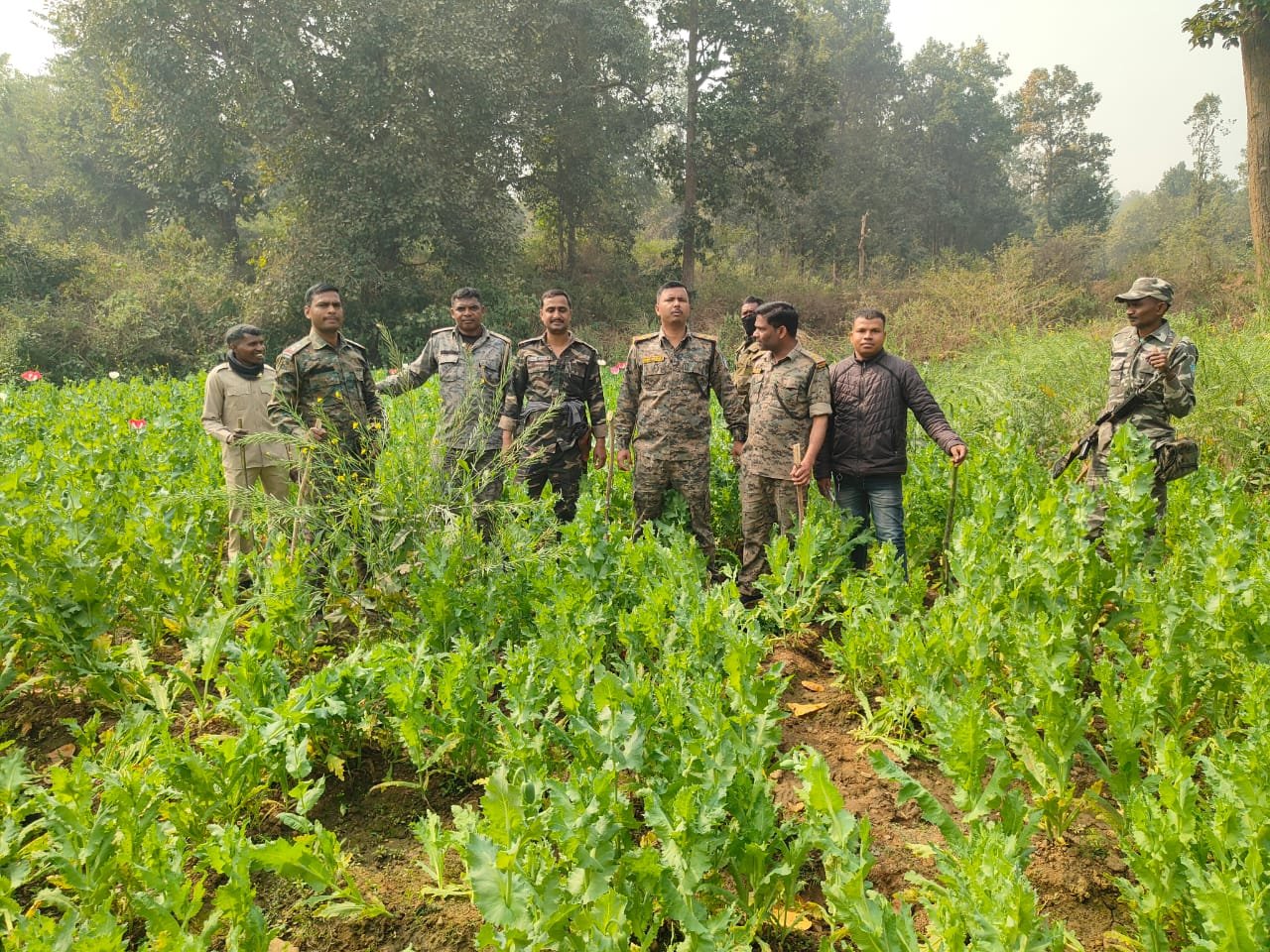 रांची में 2 एकड़ में लगी पोस्ता की फसल को किया नष्‍ट,पिठोरिया इलाके में पुलिस ने की कार्रवाई
