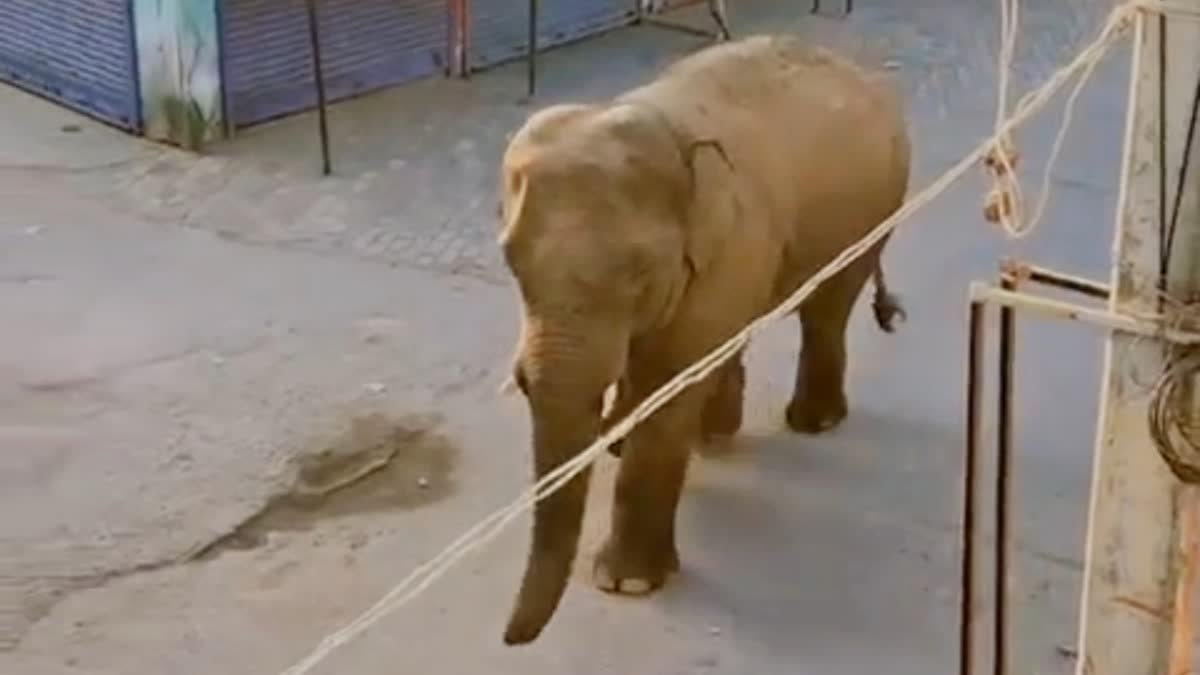 1200 675 26049281 thumbnail 16x9 gaya elephant new