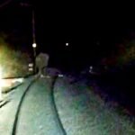 मालगाड़ी की टक्कर से हाथी के बच्चे की मौत, हाथियों ने बरकाकाना-बरवाडीह रेल लाइन को किया ठप, कई ट्रेनें फंसी रही