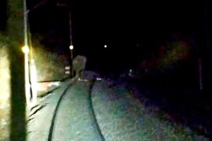 मालगाड़ी की टक्कर से हाथी के बच्चे की मौत, हाथियों ने बरकाकाना-बरवाडीह रेल लाइन को किया ठप, कई ट्रेनें फंसी रही