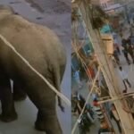 गयाजी में बाघ के बाद अब रिहायशी इलाके में घुसा हाथी, झारखंड से बिहार में हुई एंट्री से दहशत में लोग