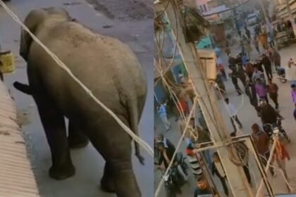 गयाजी में बाघ के बाद अब रिहायशी इलाके में घुसा हाथी, झारखंड से बिहार में हुई एंट्री से दहशत में लोग