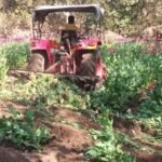 लातेहार में अवैध अफीम खेती के खिलाफ पुलिस की कार्रवाई, 2.5 एकड़ में लगी फसल को किया नष्ट