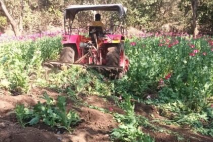 लातेहार में अवैध अफीम खेती के खिलाफ पुलिस की कार्रवाई, 2.5 एकड़ में लगी फसल को किया नष्ट