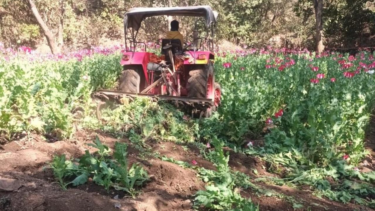लातेहार में अवैध अफीम खेती के खिलाफ पुलिस की कार्रवाई, 2.5 एकड़ में लगी फसल को किया नष्ट