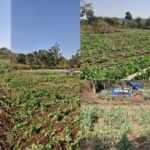 रांची में SSP के निर्देश पर अवैध अफीम खेती के खिलाफ बड़ी कार्रवाई, करीब 5 एकड़ में लगी फसल नष्ट