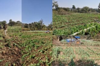 रांची में SSP के निर्देश पर अवैध अफीम खेती के खिलाफ बड़ी कार्रवाई, करीब 5 एकड़ में लगी फसल नष्ट