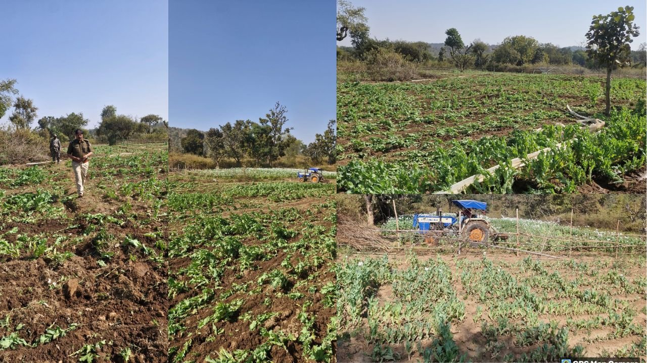 रांची में SSP के निर्देश पर अवैध अफीम खेती के खिलाफ बड़ी कार्रवाई, करीब 5 एकड़ में लगी फसल नष्ट