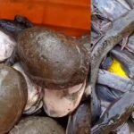 कछुआ और प्रतिबंधित मांगुर मछली की तस्करी जारी, धनबाद से छापेमारी में सैकड़ों कछुए बरामद
