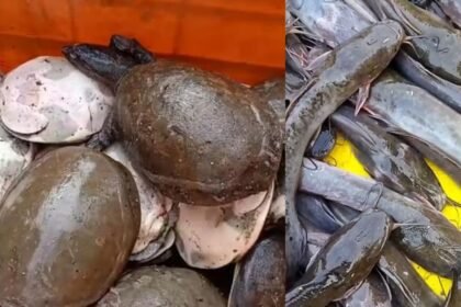 कछुआ और प्रतिबंधित मांगुर मछली की तस्करी जारी, धनबाद से छापेमारी में सैकड़ों कछुए बरामद