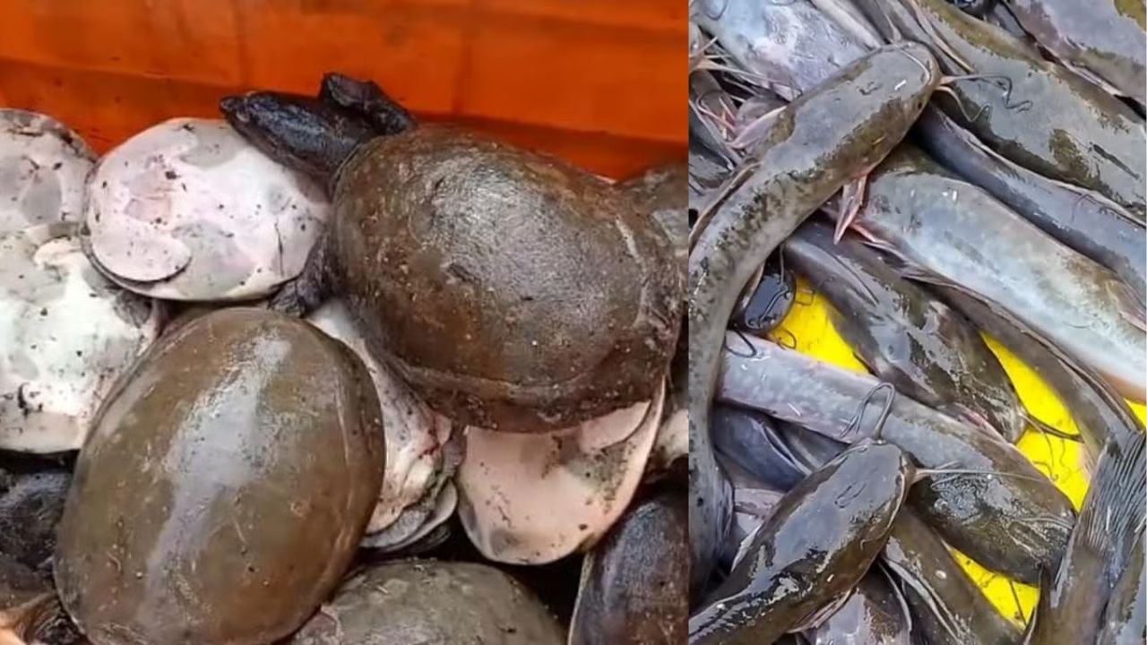 कछुआ और प्रतिबंधित मांगुर मछली की तस्करी जारी, धनबाद से छापेमारी में सैकड़ों कछुए बरामद