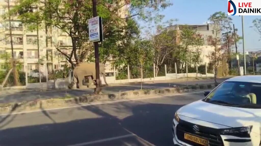 रांची शहर में हाथी के दाखिल होने से मचा हड़कंप, आवासीय इलाके में आने के बाद दहशत में लोग