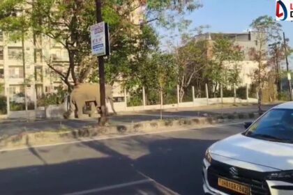रांची शहर में हाथी के दाखिल होने से मचा हड़कंप, आवासीय इलाके में आने के बाद दहशत में लोग