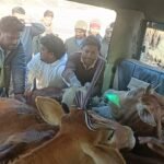 रांची के बेड़ो में पशु तस्करों के खिलाफ पुलिस की कार्रवाई, पीछा करने पर मवेशियों से भरी गाड़ी छोड़कर भागे तस्कर