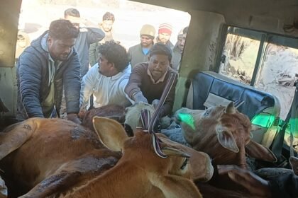 रांची के बेड़ो में पशु तस्करों के खिलाफ पुलिस की कार्रवाई, पीछा करने पर मवेशियों से भरी गाड़ी छोड़कर भागे तस्कर