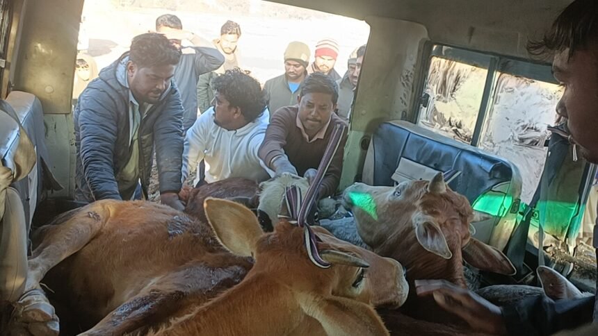 रांची के बेड़ो में पशु तस्करों के खिलाफ पुलिस की कार्रवाई, पीछा करने पर मवेशियों से भरी गाड़ी छोड़कर भागे तस्कर