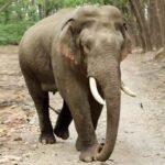 हजारीबाग में हाथी भगाने निकली टीम की गाड़ी से कंटेनर की टक्कर, दो की मौत