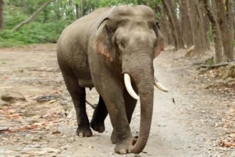 हजारीबाग में हाथी भगाने निकली टीम की गाड़ी से कंटेनर की टक्कर, दो की मौत