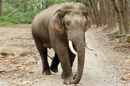 हजारीबाग में हाथी भगाने निकली टीम की गाड़ी से कंटेनर की टक्कर, दो की मौत