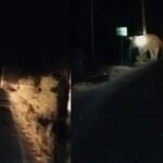 बिहार-झारखंड बॉडर पर हाथी ने जमकर मचाया उत्पात, नबीनगर के रास्ते पलामू में किया प्रवेश