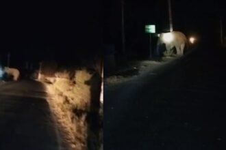 बिहार-झारखंड बॉडर पर हाथी ने जमकर मचाया उत्पात, नबीनगर के रास्ते पलामू में किया प्रवेश