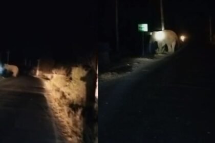 बिहार-झारखंड बॉडर पर हाथी ने जमकर मचाया उत्पात, नबीनगर के रास्ते पलामू में किया प्रवेश