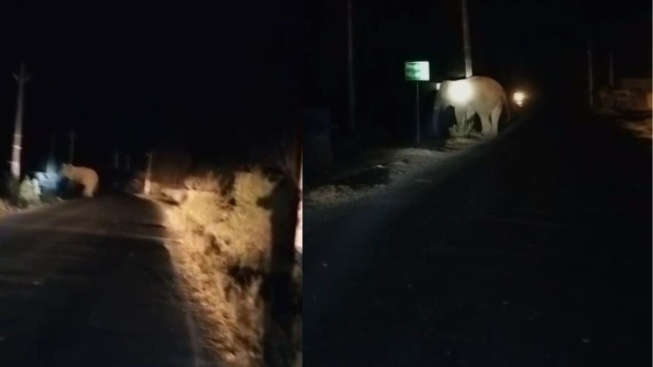 बिहार-झारखंड बॉडर पर हाथी ने जमकर मचाया उत्पात, नबीनगर के रास्ते पलामू में किया प्रवेश