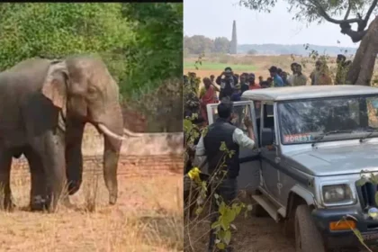 रांची में हाथी उत्पात, तीन महिला जख्मी, एक युवक को कुचला, हालत गंभीर