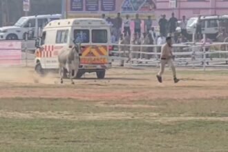 बिहार के मुख्यमंत्री नीतीश कुमार की समृद्धि यात्रा के दौरान सुरक्षा में चूक, हेलीपैड कंपाउंड में बुल फाइट सा दिखा नजारा