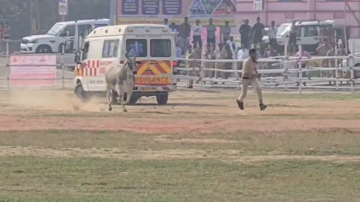बिहार के मुख्यमंत्री नीतीश कुमार की समृद्धि यात्रा के दौरान सुरक्षा में चूक, हेलीपैड कंपाउंड में बुल फाइट सा दिखा नजारा