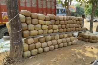 लातेहार पुलिस को मिली बड़ी सफलता, करोड़ों का गांजा किया बरामद, रांची से मेदिनीनगर की ओर जा रहा था ट्रक