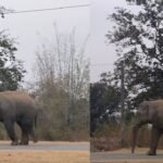 खूंटी में जंगली हाथी की दस्तक, ग्रामीण दहशत में, प्रशासन अलर्ट मोड पर