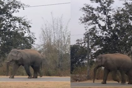 खूंटी में जंगली हाथी की दस्तक, ग्रामीण दहशत में, प्रशासन अलर्ट मोड पर