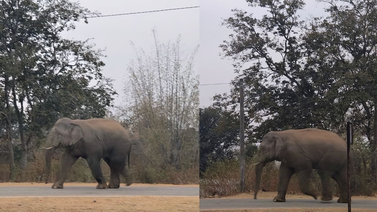खूंटी में जंगली हाथी की दस्तक, ग्रामीण दहशत में, प्रशासन अलर्ट मोड पर