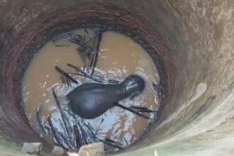 रांची में जंगली हाथी कुएं में गिरा, वन विभाग ने शुरू किया रेस्क्यू ऑपरेशन