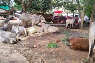 WhatsApp Image 2026 04 05 at 3.49.51 PM 1