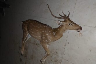 लोहरदगा में भीषण गर्मी के बीच प्यास से बेहाल हिरण कुएं में गिरी, डूबने से हुई मौत