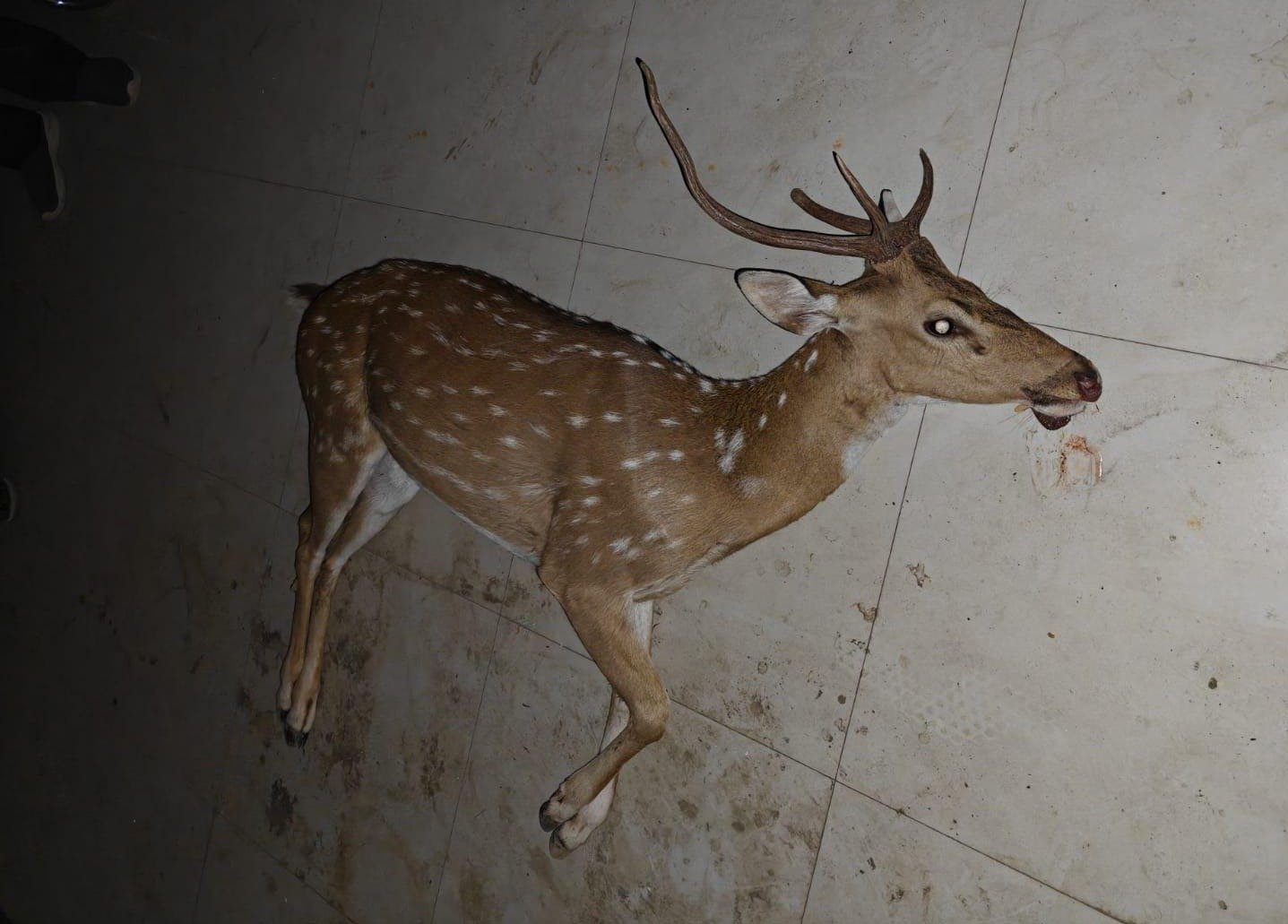 लोहरदगा में भीषण गर्मी के बीच प्यास से बेहाल हिरण कुएं में गिरी, डूबने से हुई मौत