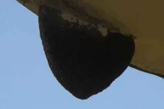 गुमला के स्कूल में भंवरों के झुंड ने किया हमला, छात्रा बुरी तरह घायल, कई बच्चे जख्मी