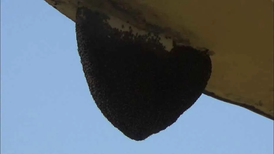 गुमला के स्कूल में भंवरों के झुंड ने किया हमला, छात्रा बुरी तरह घायल, कई बच्चे जख्मी