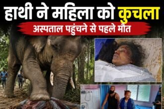 Elephant crushes woman harvesting wheat in Lohardaga, villagers in panic