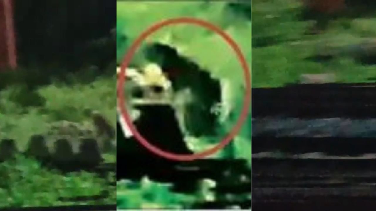 टाटानगर रेल यार्ड में दिखा तेंदुआ, व्हाट्सएप पर वीडियो वायरल, लोग किये गये सतर्क