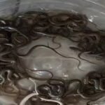 घर के पानी टंकी में 27 सांप मिलने से हड़कंप, पानी बंद होने के बाद टंकी में झांककर देखा तो उड़ गए होश