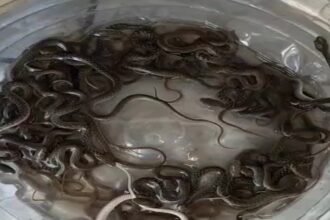 घर के पानी टंकी में 27 सांप मिलने से हड़कंप, पानी बंद होने के बाद टंकी में झांककर देखा तो उड़ गए होश