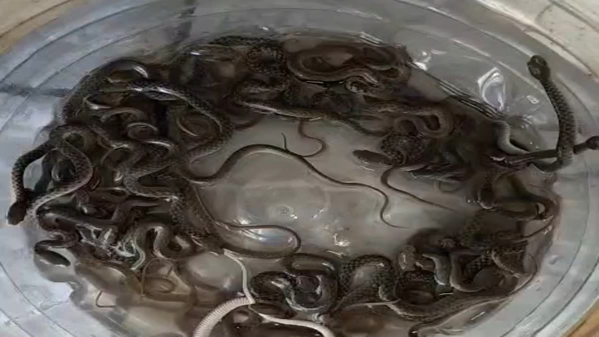 घर के पानी टंकी में 27 सांप मिलने से हड़कंप, पानी बंद होने के बाद टंकी में झांककर देखा तो उड़ गए होश