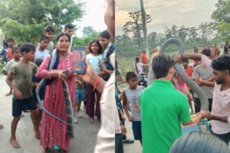 किंग कोबरा को बचाते समय स्नेक लेडी को सांप ने डंस लिया,एक चूक से रेस्क्यू के दौरान हादसा