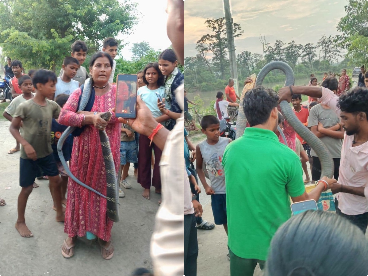 किंग कोबरा को बचाते समय स्नेक लेडी को सांप ने डंस लिया,एक चूक से रेस्क्यू के दौरान हादसा