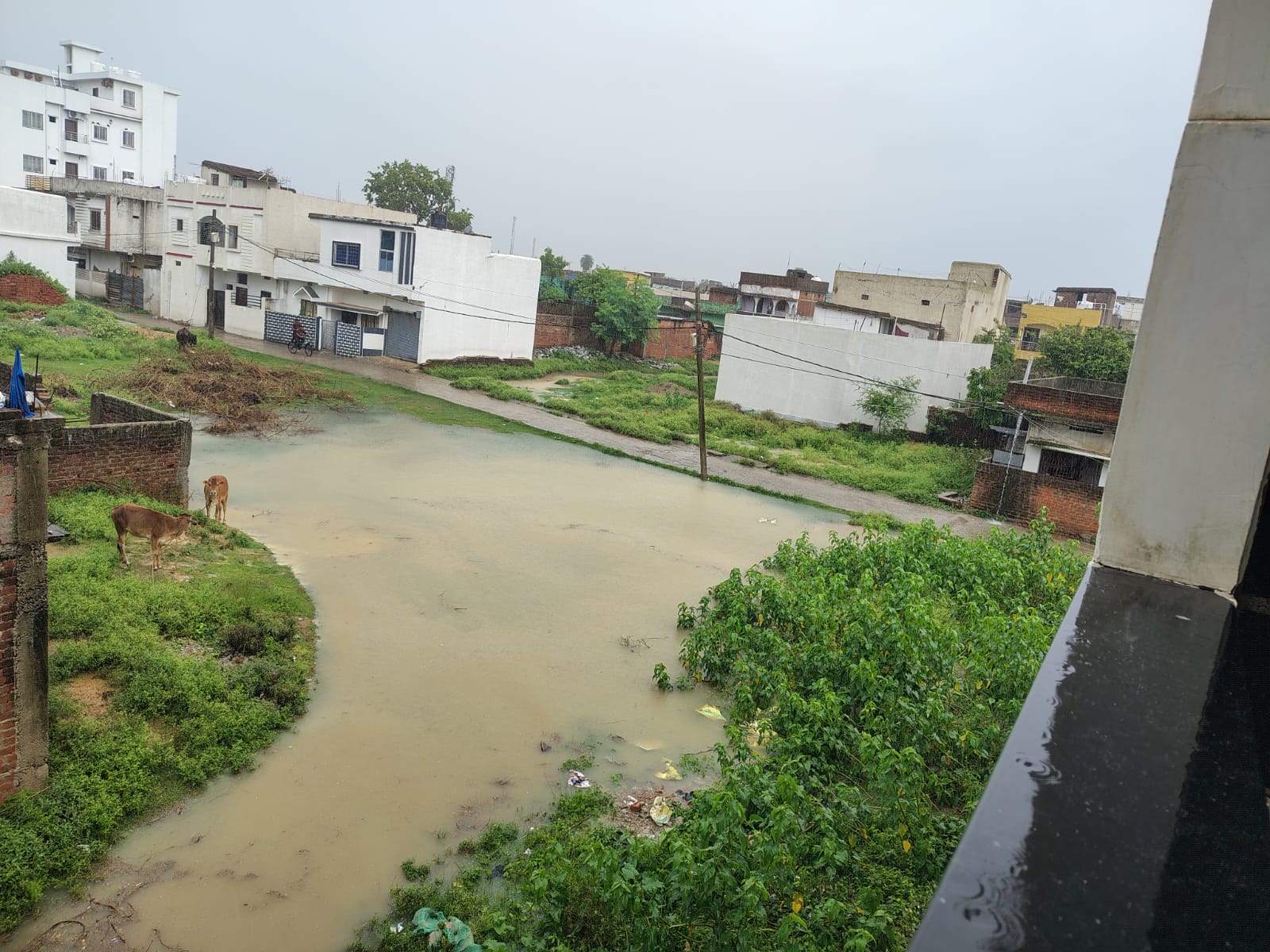 लोहरदगा में झमाझम बारिश से शहर हुआ जलमग्न, किसानों के चेहरे खिले, सड़कें बनीं तालाब 1 WhatsApp Image 2026 07 19 at 4.10.41 PM