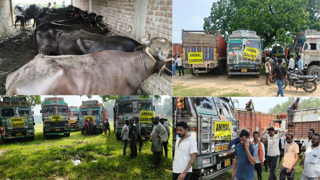 हजारीबाग के जीटी रोड़ पर मवेशियों से लदे 21 ट्रकों को पुलिस ने रोका, बिहार से बंगाल पशुओं को भेजने का दावा