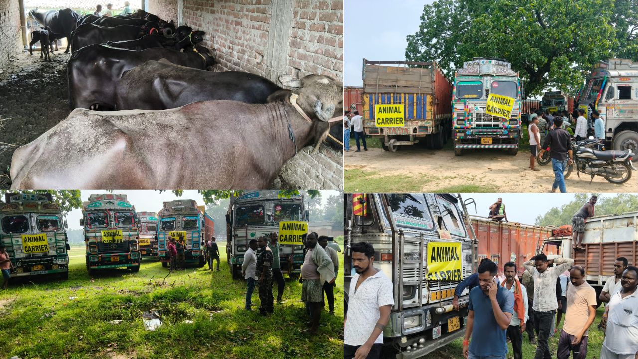 हजारीबाग के जीटी रोड़ पर मवेशियों से लदे 21 ट्रकों को पुलिस ने रोका, बिहार से बंगाल पशुओं को भेजने का दावा